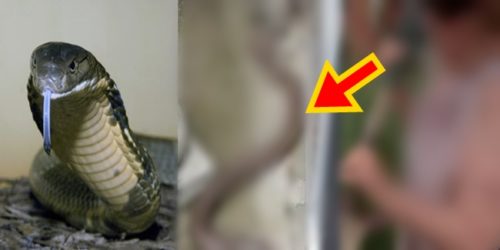 Cobra killed by granny 1