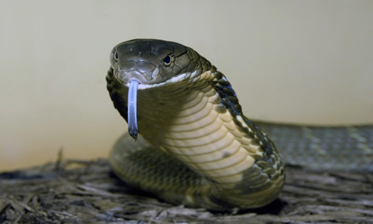 Cobra