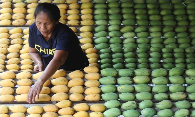 Japanese-on-Mangoes-1