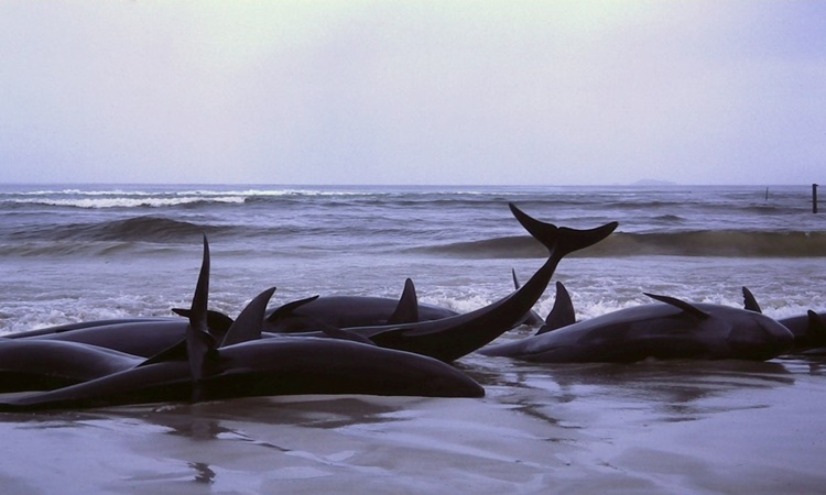 Mammals