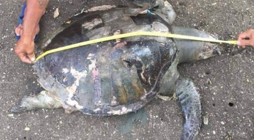 Plastic Waste Discovered On Dead Sea Turtle In Negros