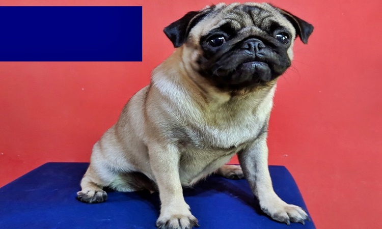 Smallest Dog Breeds
