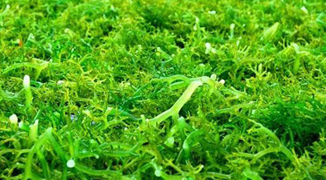 SEAWEED