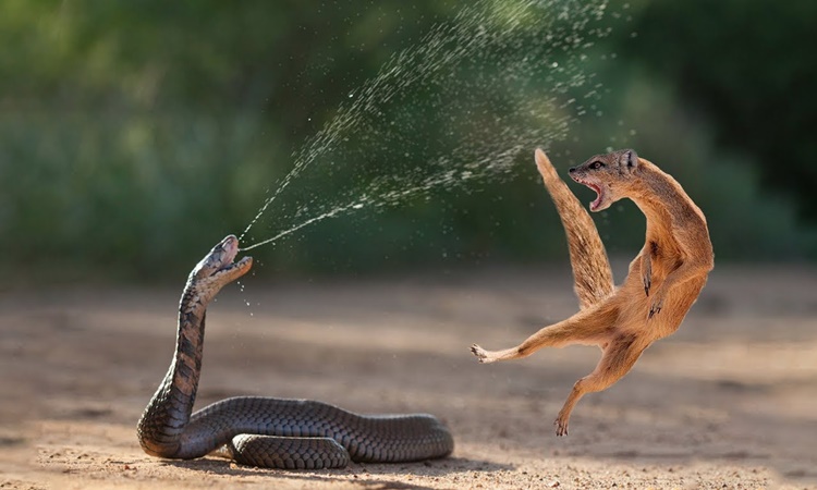 Snake