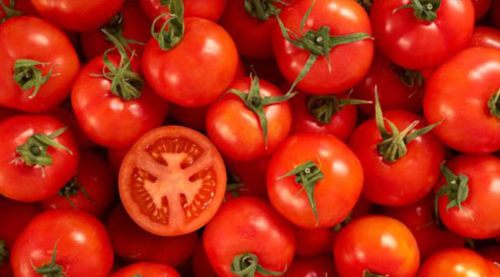 TOMATO