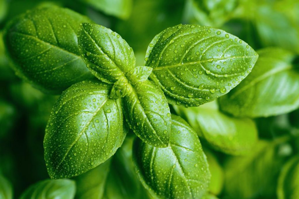 HERB - Definition, Examples And Characteristics on {keyword}