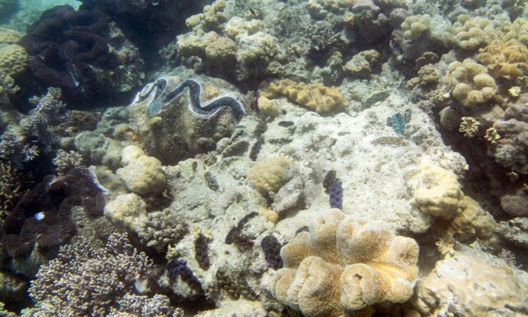 giant-clams