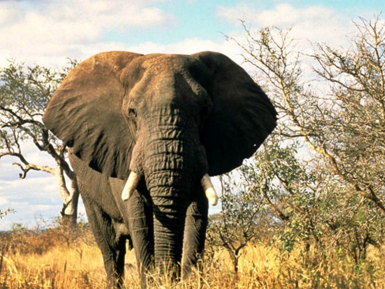Animal Facts