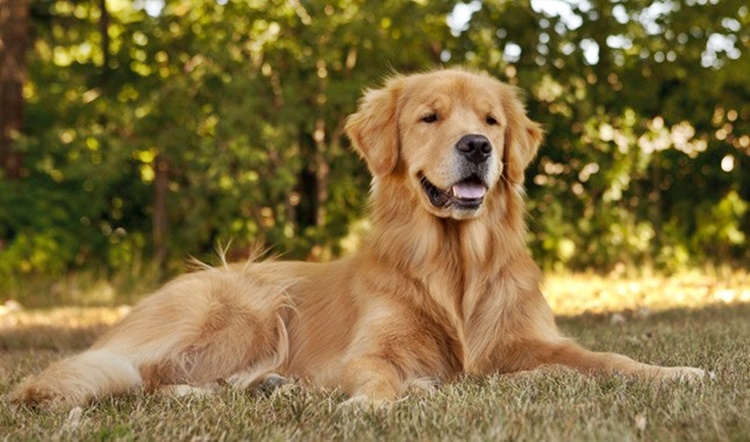 DOG BREEDS: Popular Breed Of Dogs That Can Be Found In Philippines