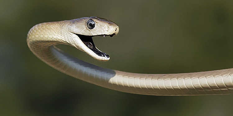 Animal Facts