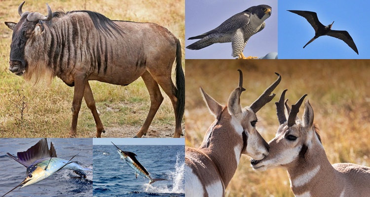 ANIMAL FUN FACTS - Here's List Of The Fastest Animals In The World