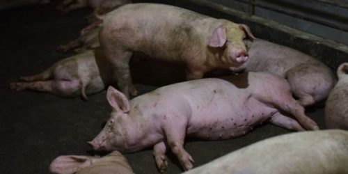 Asia African Swine fever 3