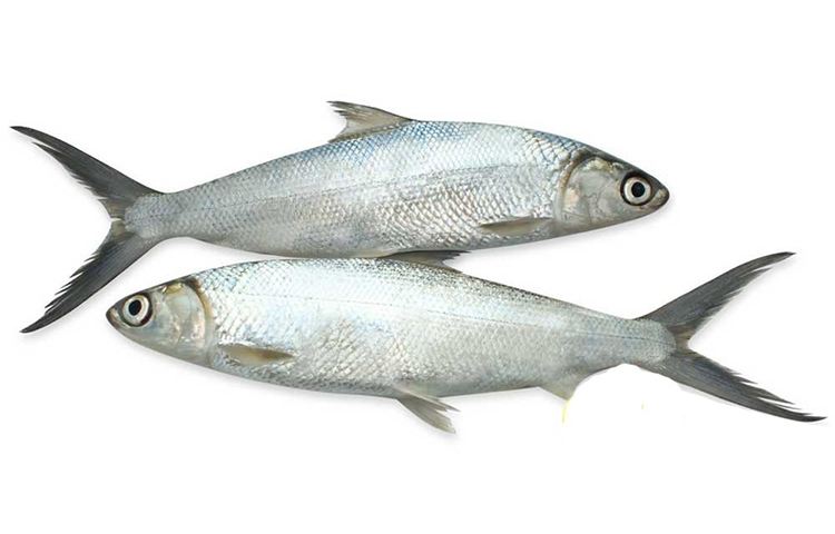 Bangus-Fish-Fillet-Recipe-Milkfish.jpg