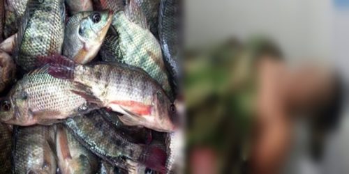 Barangay Tanod Tilapia Fish 2