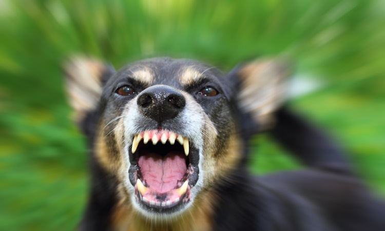 Dogs