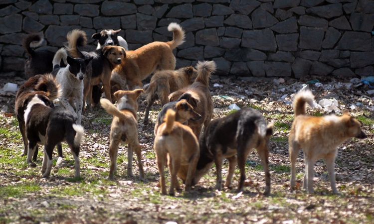 Dogs