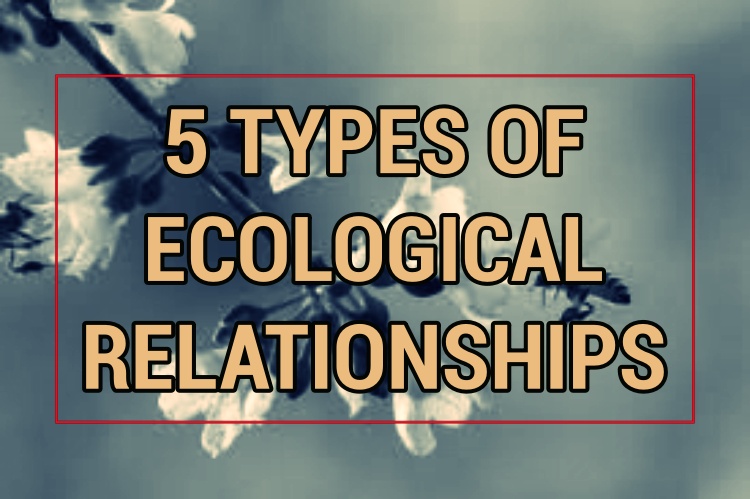 Five Types Of Ecological Relationships - (Science)