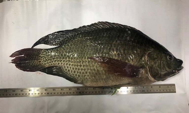Giant-tilapia