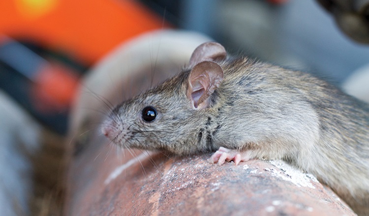 Leptospirosis