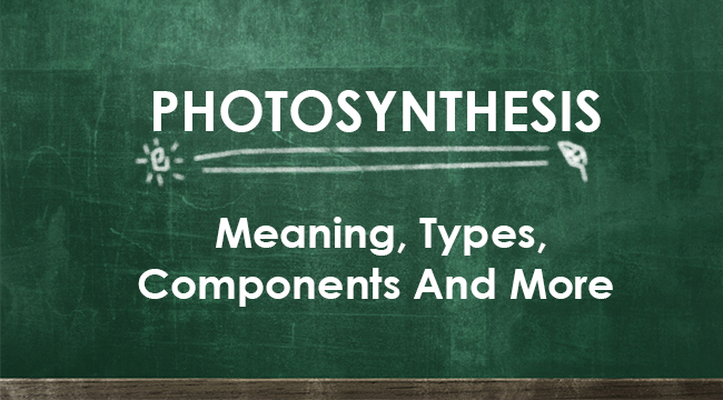 PHOTOSYNTHESIS - Meaning, Two Kinds, And More