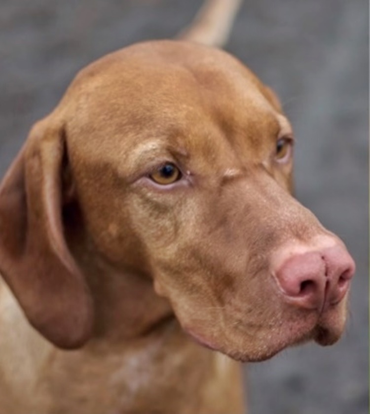 Rare Dog Breeds
