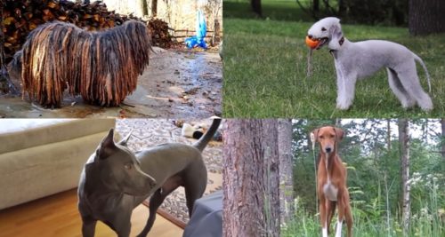 Rare Dog Breeds