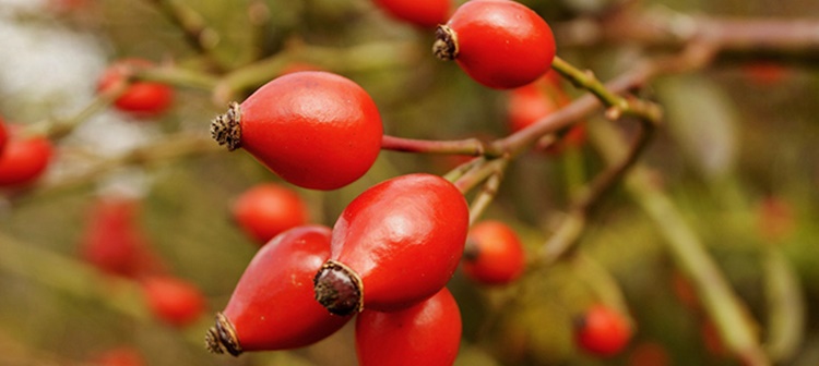 Rose Hips