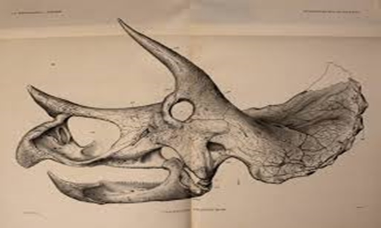 triceratops dinosaur skull