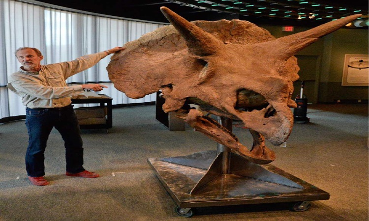 real triceratops skull for sale