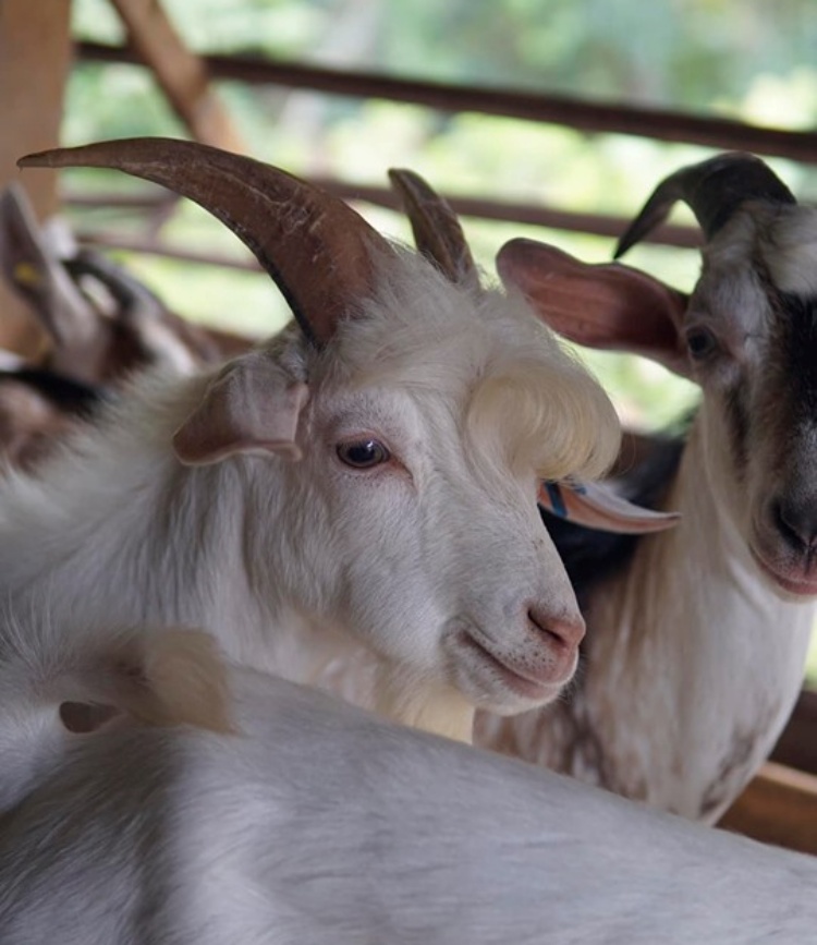 VIRAL Goat Became Popular For Being 'Too Handsome' PhilNews