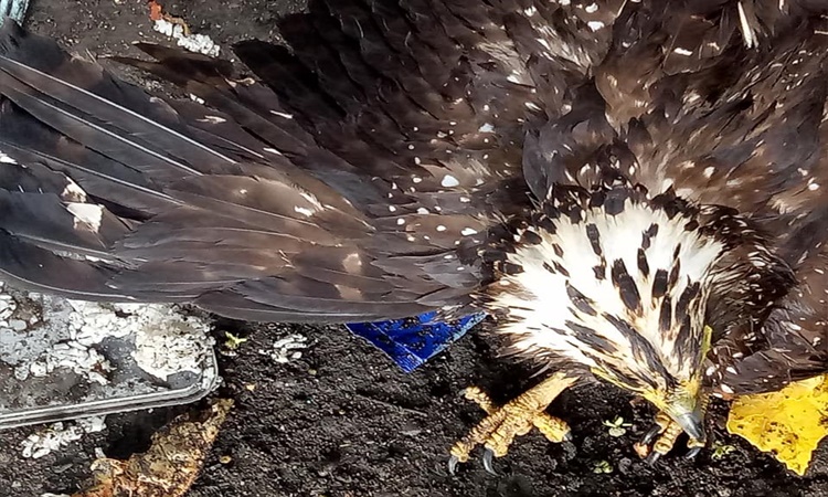 Zamboanga-Crested-Serpent-Eagle-3