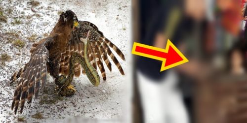 Zamboanga Crested-Serpent-Eagle 8