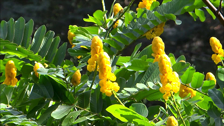 HALAMANG ORNAMENTAL – Mga Halamang Pandekorasyon