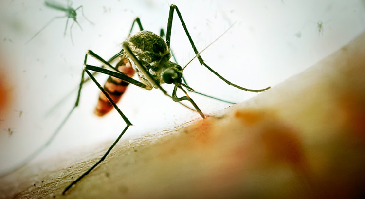 Dengue Fever