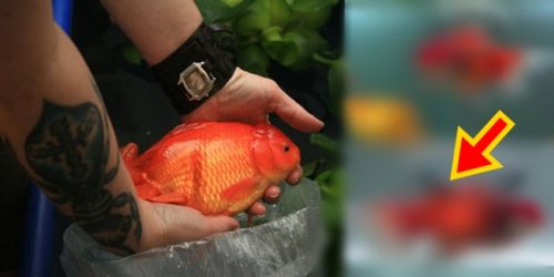 goldfish wheelchair 6