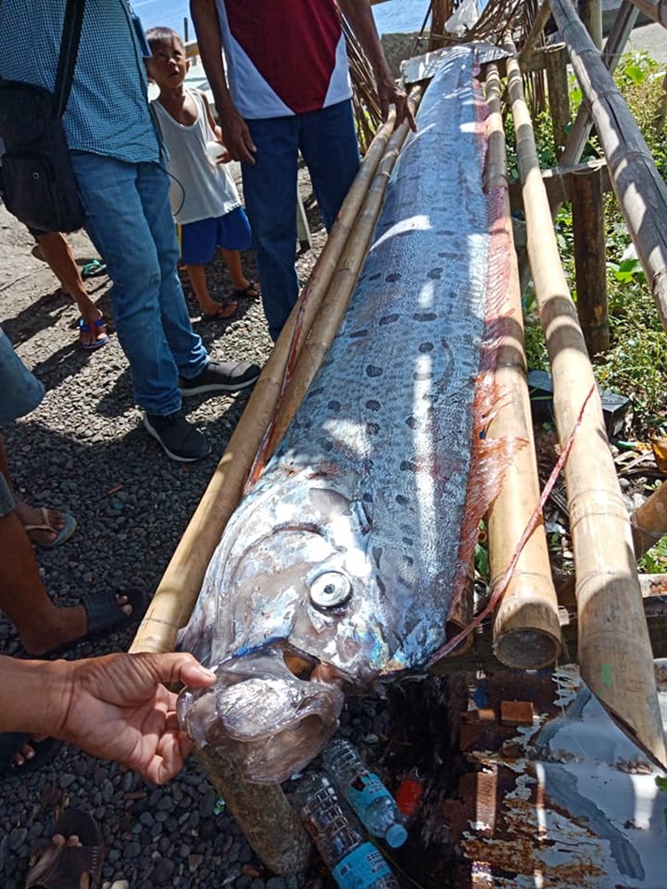 Oarfish