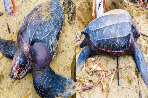 Leatherback Turtle