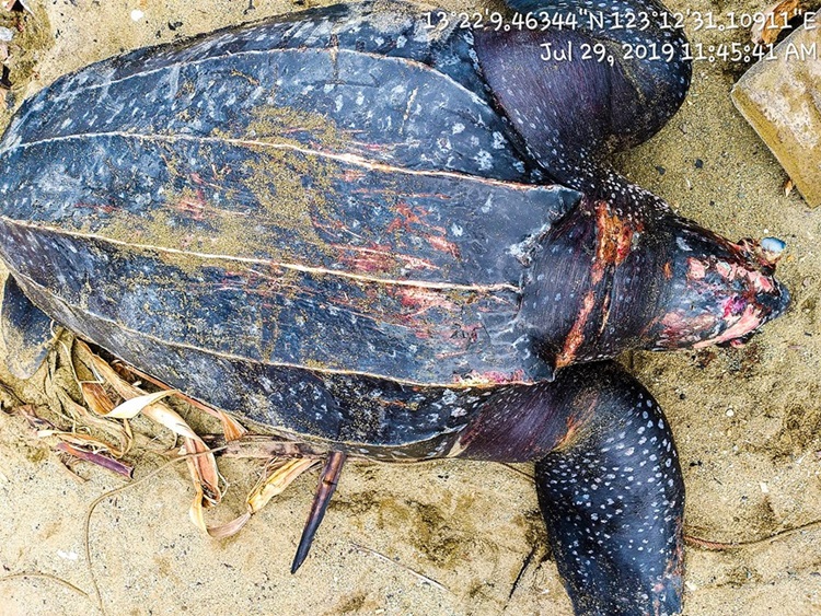 Leatherback Turtle Found Dead in Bula, Camarines Sur