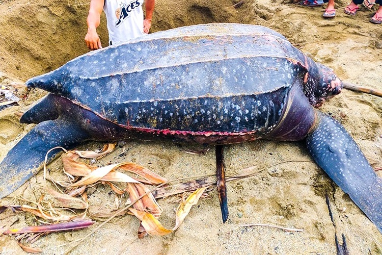 Leatherback Turtle Found Dead in Bula, Camarines Sur