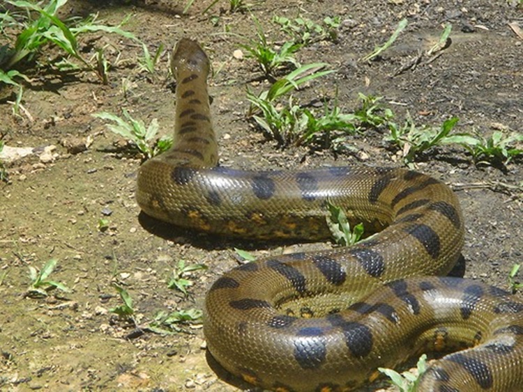 amazon-monsters-deadliest-creatures-found-in-amazon-river