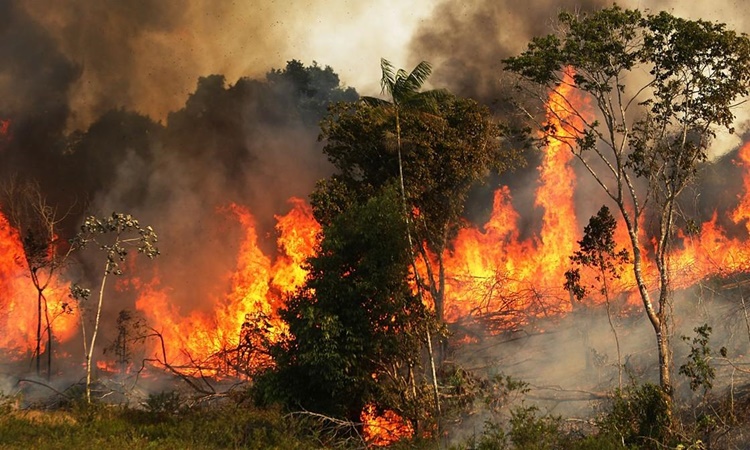 Amazon-Rainforest-Fire