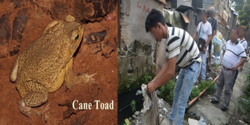 Barangay Captain bullfrog 3