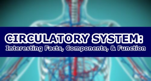 Circulatory System