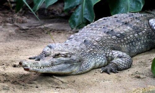 Crocodile Saw 10-Year-Old Boy In Balabac, Palawan As Prey