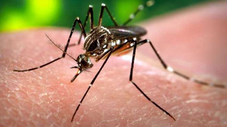 Dengue Mosquito