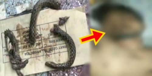 Drunk Man chew snake