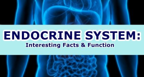 Endocrine System