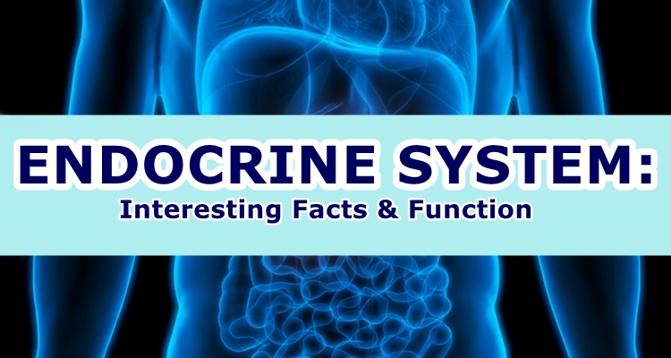ENDOCRINE SYSTEM - Interesting Facts & Function