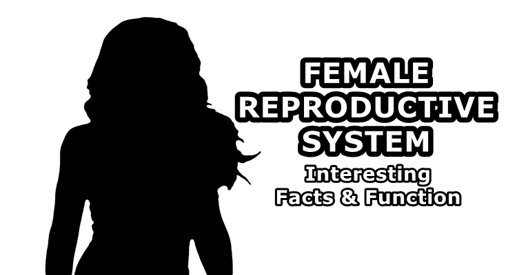 Female Reproductive System