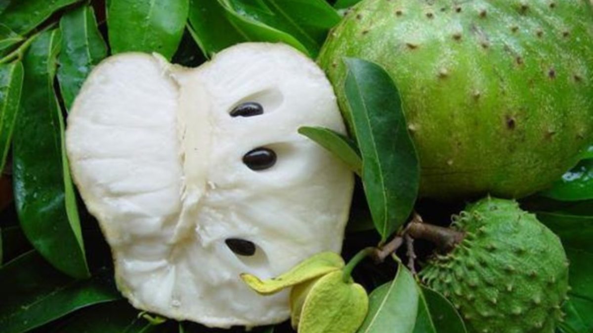 Guyabano Soursop Background Benefits Of This Healthy Fruit